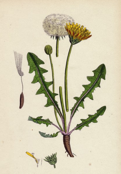 Taraxacum officinale, var. palustre; Common Dandelion, var. d.