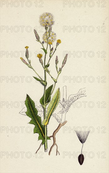 Lactuca Scariola; Prickly Lettuce