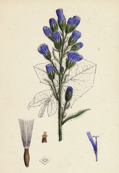 Mulgedium alpinum; Blue Sow-thistle