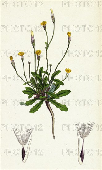 Hypochoeris glabra; Smooth Cat's-ear