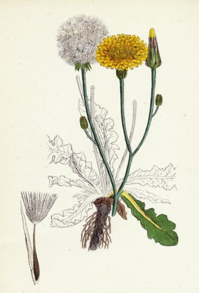 Hypochoeris radicata; Long-rooted Cat's-ear