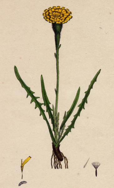 Leontodon autumnalis, var. pratensis; Autumnal Hawk-bit, var. B.