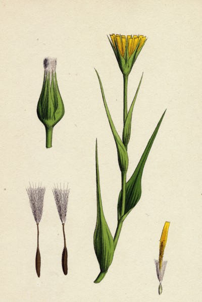 Tragopogon pratensis, var. genuinus; Yellow Goat's-beard, var. a.