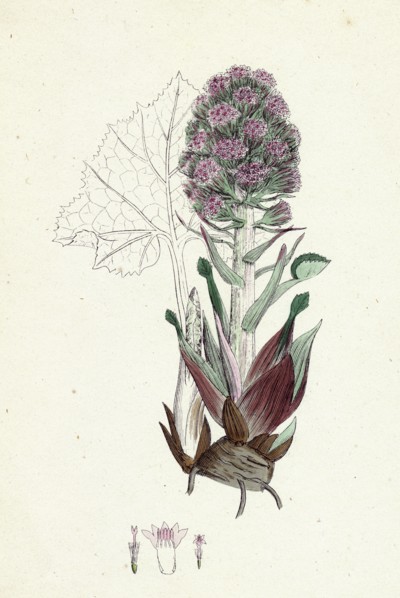 Petasites vulgaris; Common Butter-bur, sub-male