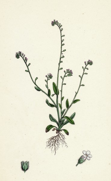 Myosotis collina; Dwarf Forget-me-not