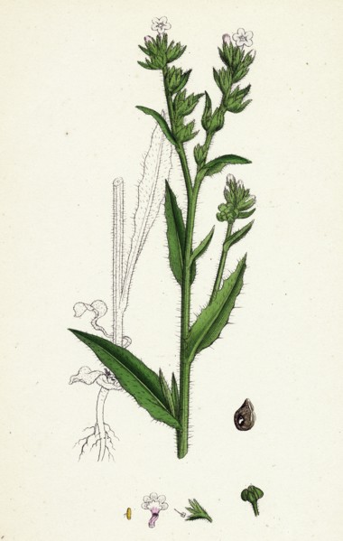 Anchusa arvensis; Small Bugloss