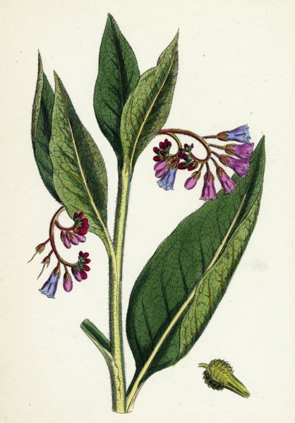 Symphytum officinale, var. patens; Common Comfrey, var. B.