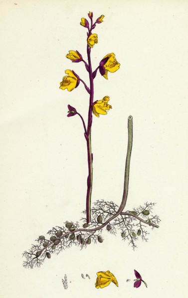Utricularia vulgaris; Greater Bladderwort