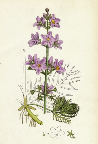 Hottonia palustris; Water-violet