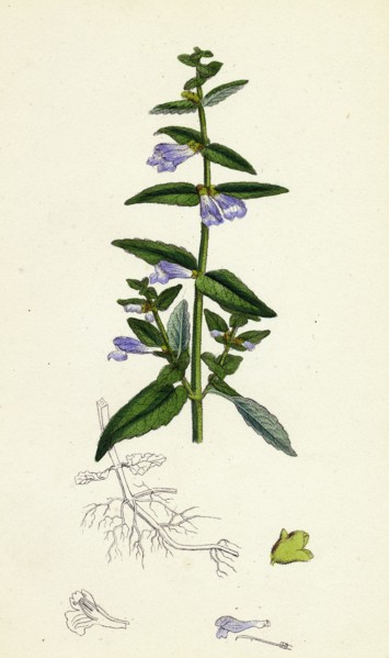 Scutellaria galericulata; Common Scull-cap