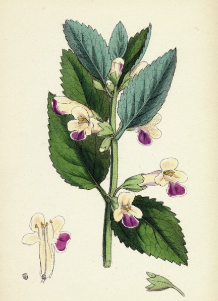 Melittis Melissophyllum (grandiflora); Bastard Balm