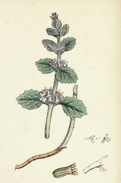 Marrubium vulgare; White Horehound