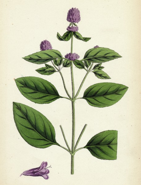 Mentha piperita var. vulgaris; Wild Pepper-mint