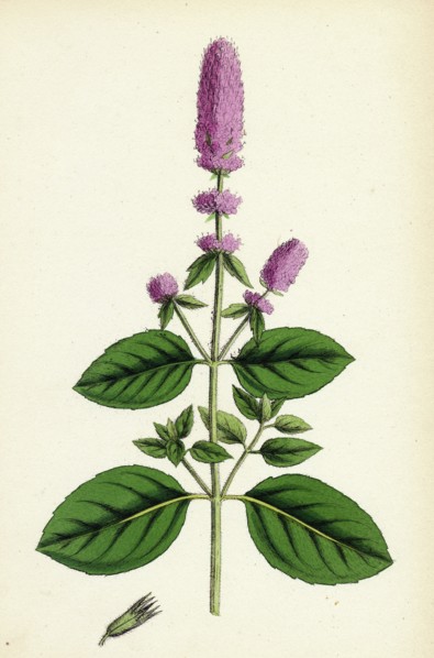 Mentha pubescens, var. genuina; Blunt-spiked Mint, var. a.