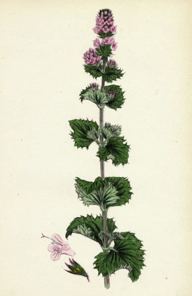 Mentha crispa; Curled Mint