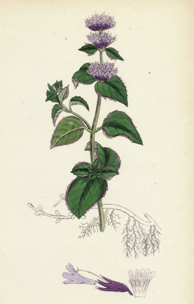 Mentha citrata; Bergamot Mint