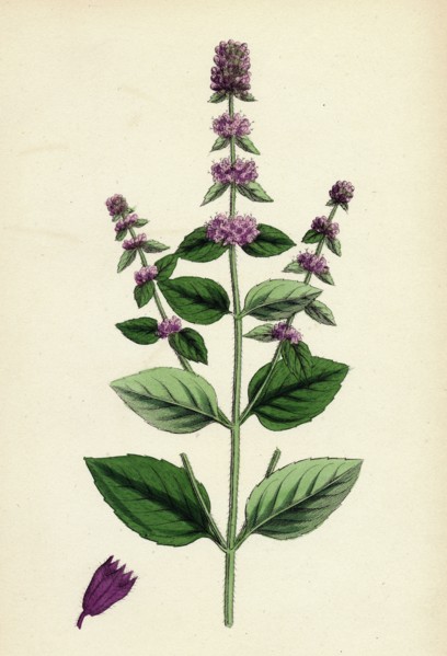 Mentha sativa, var. paludosa; Marsh Whorled Mint, var. B.