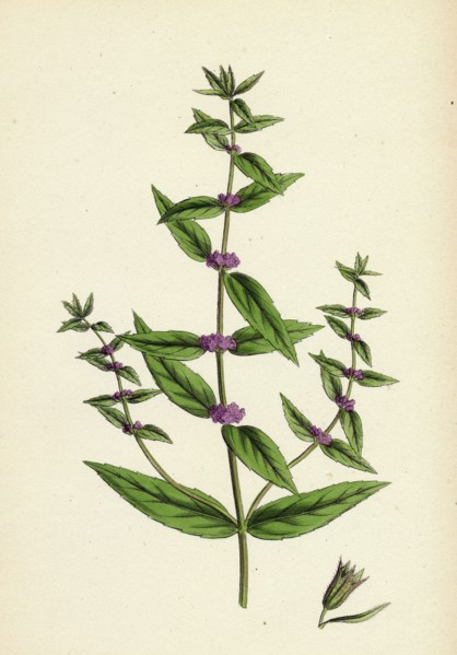 Mentha gracilis, var. genuina; Slender Mint