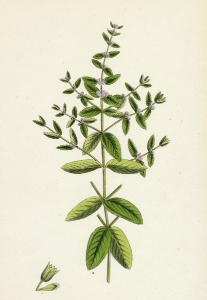 Mentha pratensis; Meadow Mint
