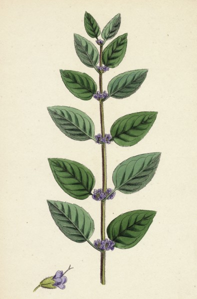 Mentha arvensis, var. Allionii; Corn Mint, var. e.