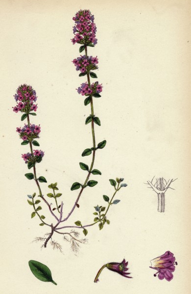 Thymus Chamaedrys; Larger Wild Thyme