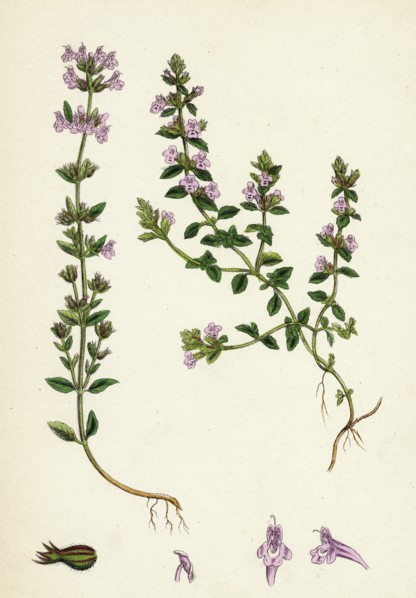 Calamintha Acinos; Basil Thyme