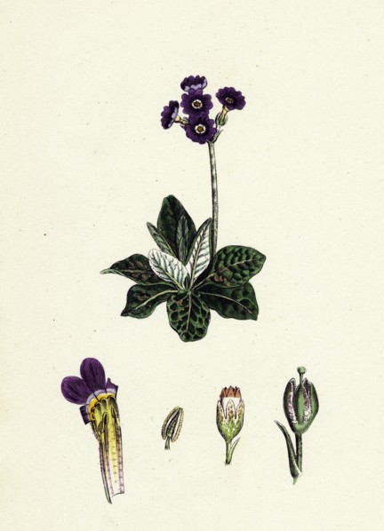 Primula Scotica; Scottish Birds-eye Primrose