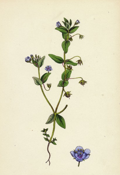 Anagallis arvensis, var. caerulea; Blue Pimpernel