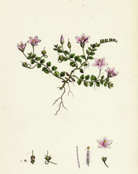 Anagallis tenella; Bog Pimpernel