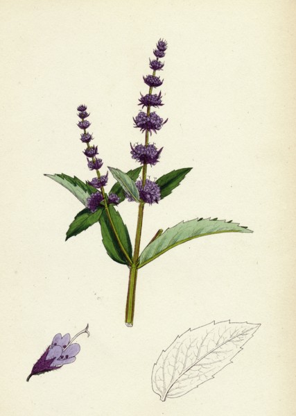 Mentha viridis; Spear-mint