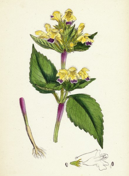 Galeopsis versicolor; Large-flowered Hemp-nettle
