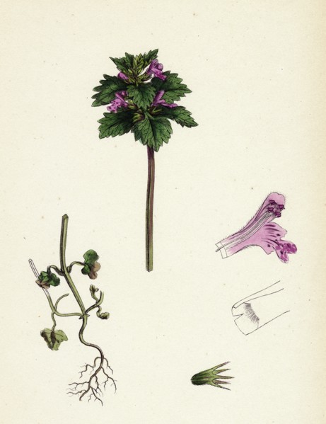 Lamium incisum; Cut-leaved Dead-nettle
