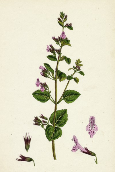 Calamintha menthifolia, var. Briggsii; Common Calamint, var. B.