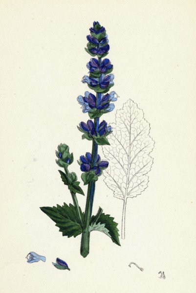 Salvia Verbenaca; Wild English Clary