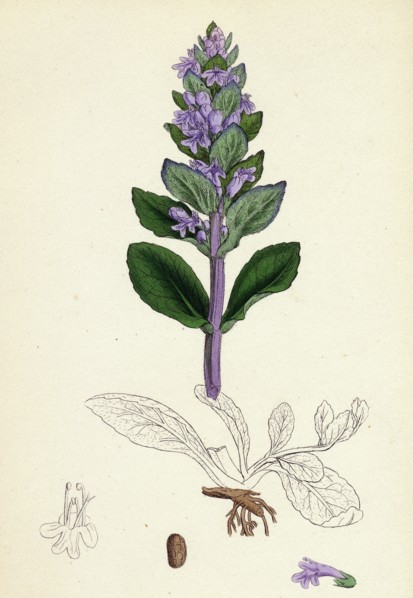 Ajuga reptans; Common Bugle