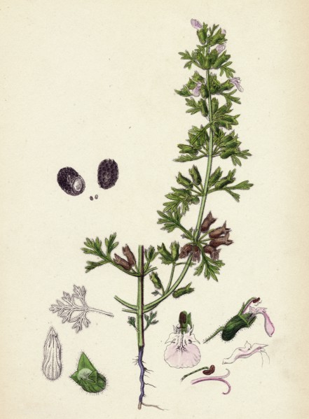 Teucrium Botrys; Cut-leaved Germander