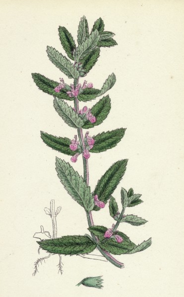 Teucrium Scordium; Water Germander