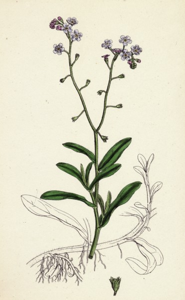 Myosotis palustris; Great Water Forget-me-not