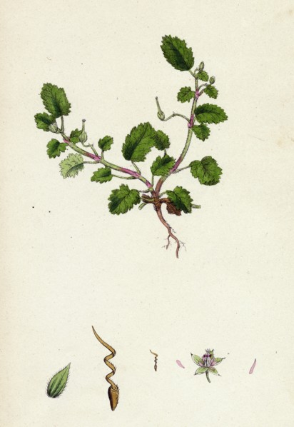 Erodium maritimum; Sea Stork's-bill