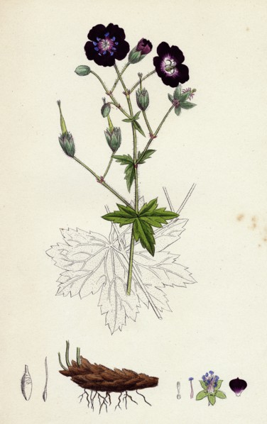 Geranium phaeum; Dusky Crane's-bill