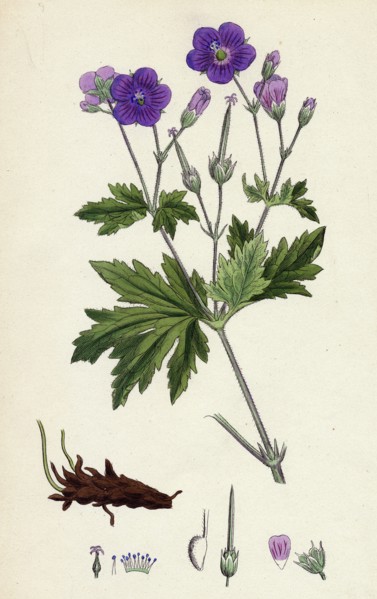 Geranium sylvaticum; Wood Crane's-bill