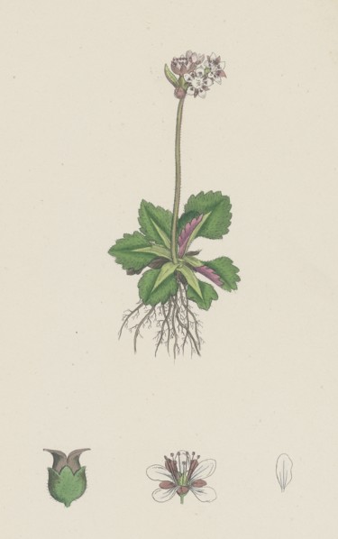 Saxifraga nivalis; Alpine clustered Saxifrage