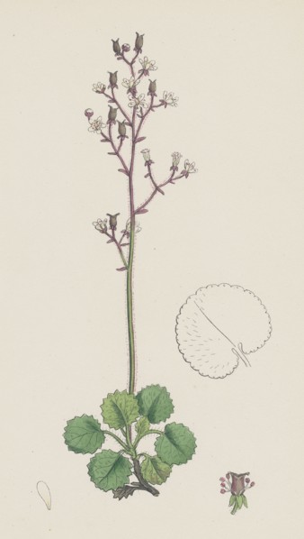 Saxifraga Geum; Kidney-leaved London-Pride