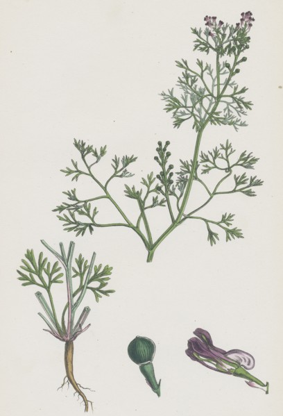 Fumaria Vaillantii; Vaillant's Small-flowered Fumitory