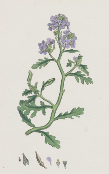 Cakile maritima; Sea Rocket