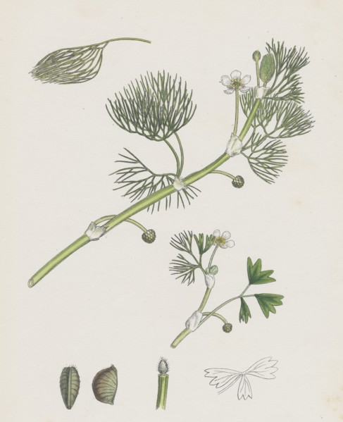 Ranunculus Drouetii; Drouet's Water-crowfoot