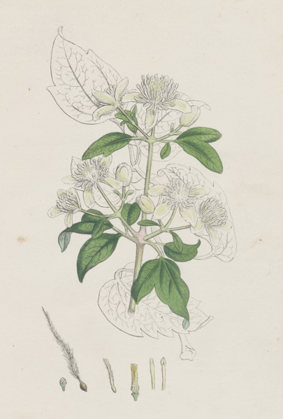 Clematis Vitalba; Common Traveller's Joy