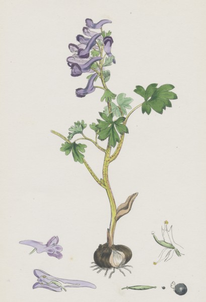 Corydalis solida; Solid Bulbous Fumitory
