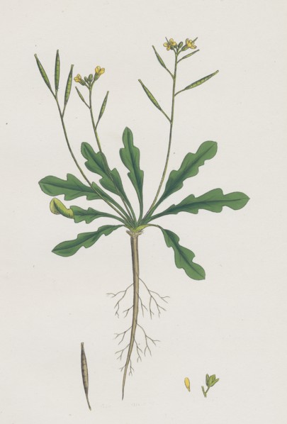 Brassica viminea; Small Sand Rocket
