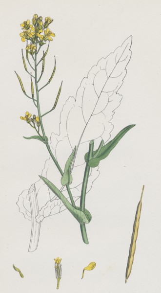 Brassica Napus; Rape